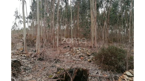 Terreno para Venda em Ribeirão