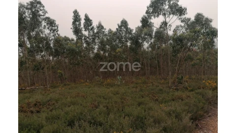 Terreno para Venda em Ribeirão