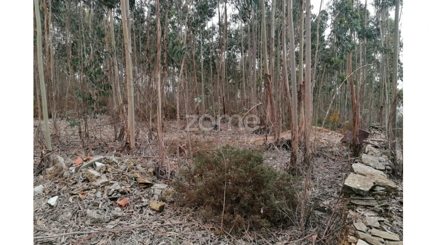 Terreno para Venda em Ribeirão Foto 11