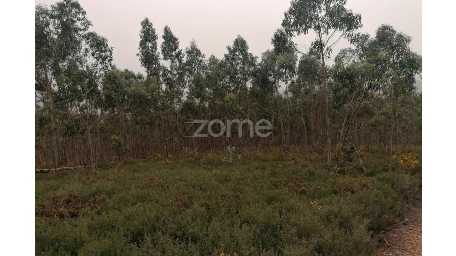 Terreno para Venda em Ribeirão Foto 13