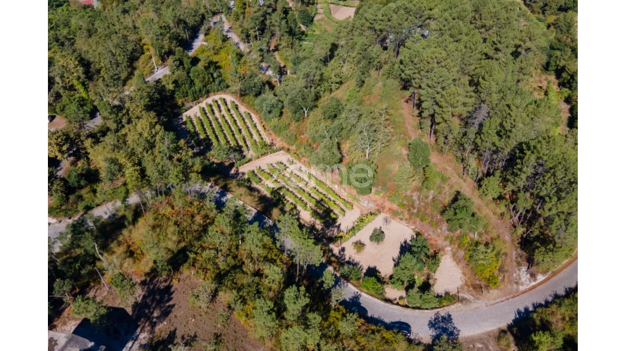 Terreno para Venda em Amarante (São Gonçalo), Madalena, Cepelos e Gatão Foto 24