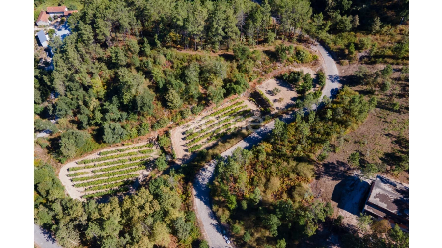 Terreno para Venda em Amarante (São Gonçalo), Madalena, Cepelos e Gatão Foto 9