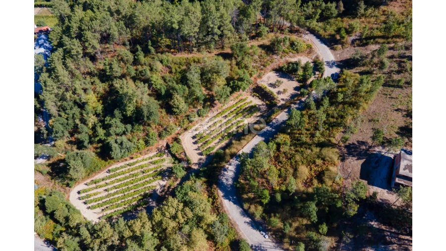 Terreno para Venda em Amarante (São Gonçalo), Madalena, Cepelos e Gatão Foto 11