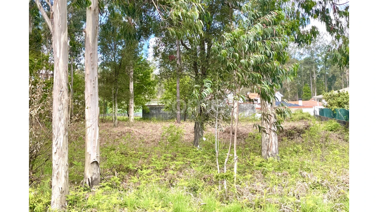 Terreno para Venda em Cesar Foto 6