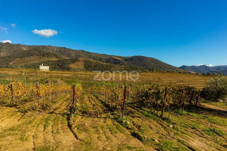 Quinta T5 para Venda em Seixo de Ansiães Foto 43