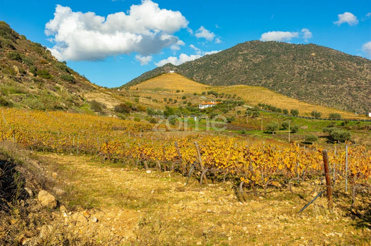 Quinta T5 para Venda em Seixo de Ansiães Foto 44