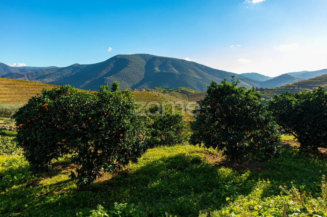 Quinta T5 para Venda em Seixo de Ansiães Foto 38