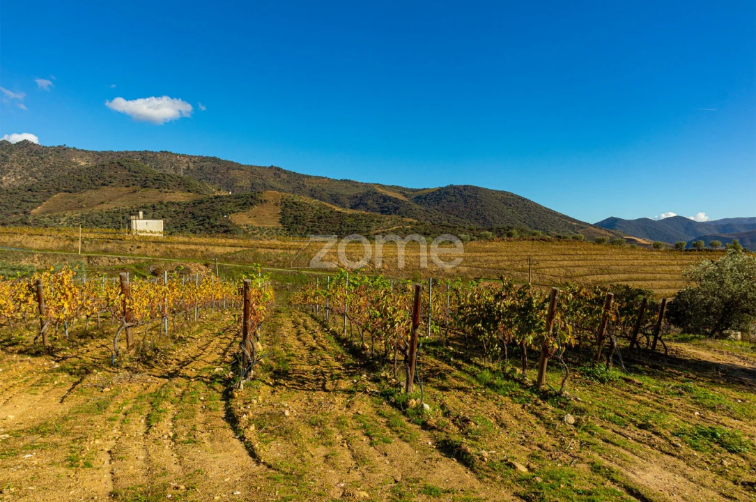 Quinta T5 para Venda em Seixo de Ansiães Foto 43