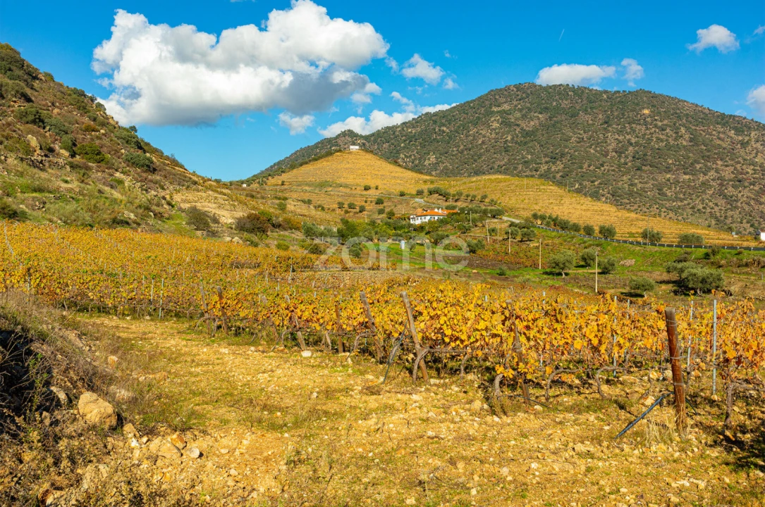 Quinta T5 para Venda em Seixo de Ansiães Foto 44