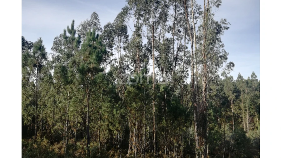 Terreno para Venda em Marrancos e Arcozelo Foto 7