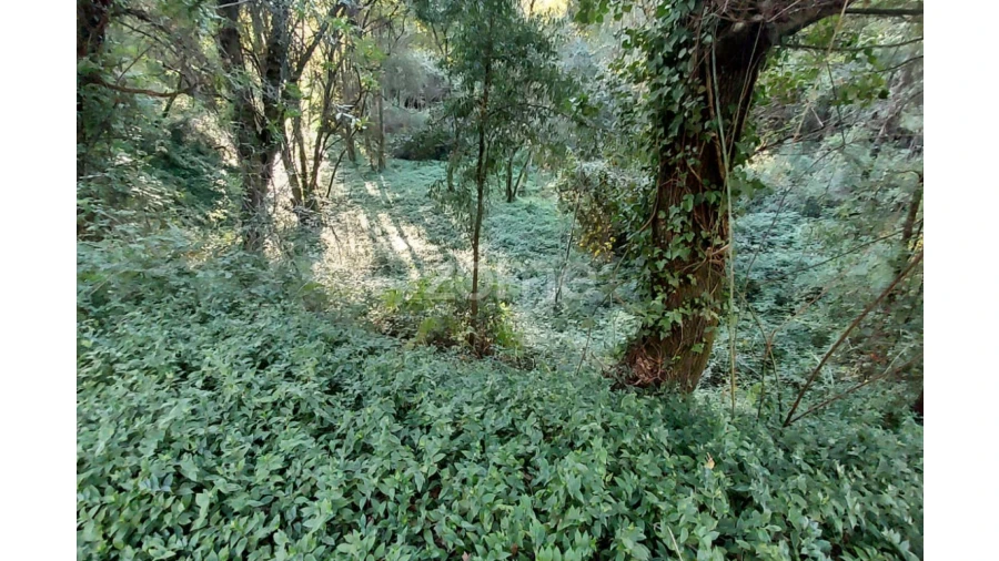 Terreno para Venda em Gondomar (São Cosme), Valbom e Jovim Foto 5