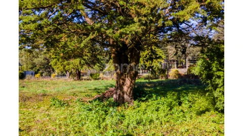 Terreno para Venda em Antas