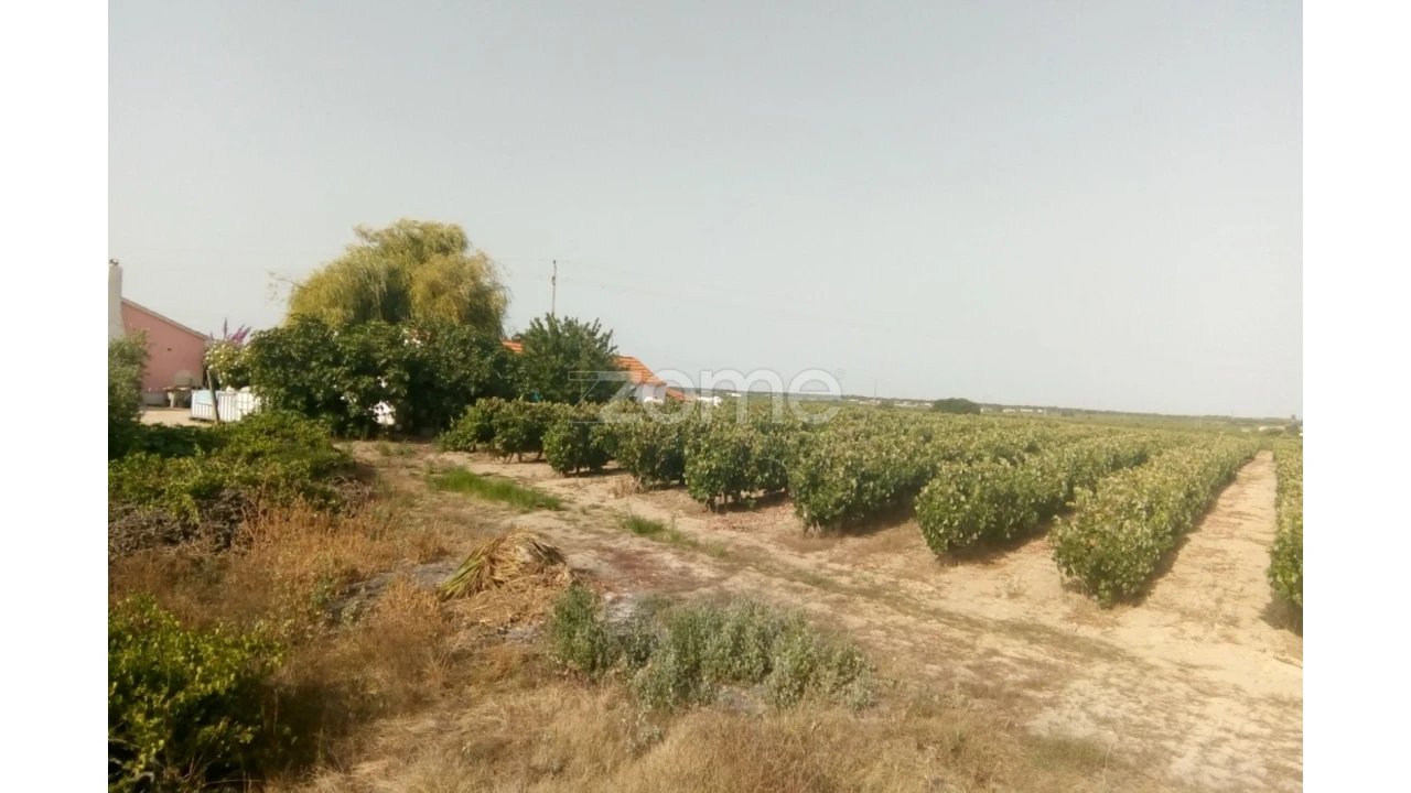 Quinta T3 para Venda em Poceirão e Marateca Foto 12