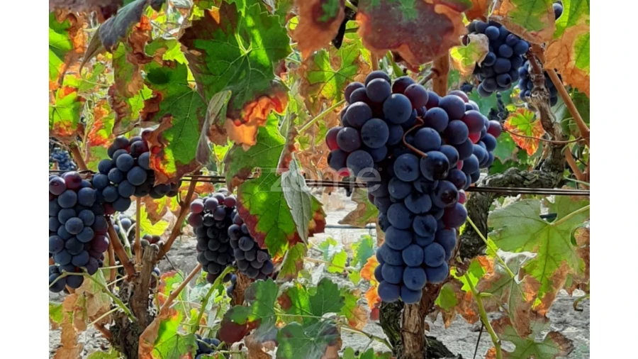 Quinta T3 para Venda em Poceirão e Marateca