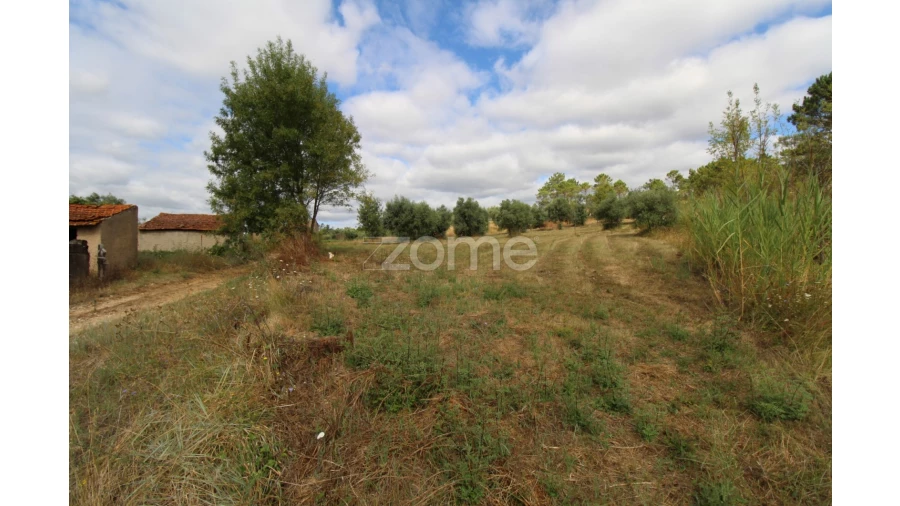 Terreno para Venda em Eiras e São Paulo de Frades Foto 5