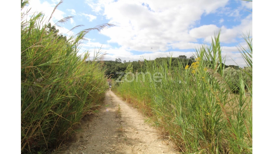 Terreno para Venda em Eiras e São Paulo de Frades Foto 15