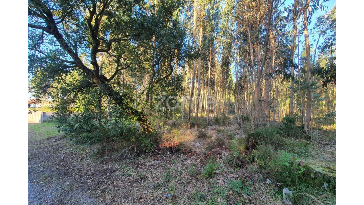 Terreno para Venda em Marinha Grande Foto 9