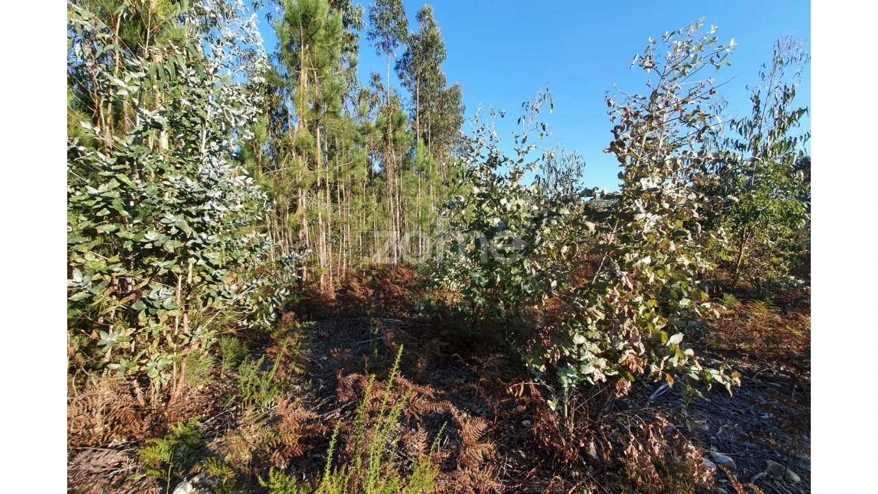 Terreno para Venda em Marinha Grande Foto 6