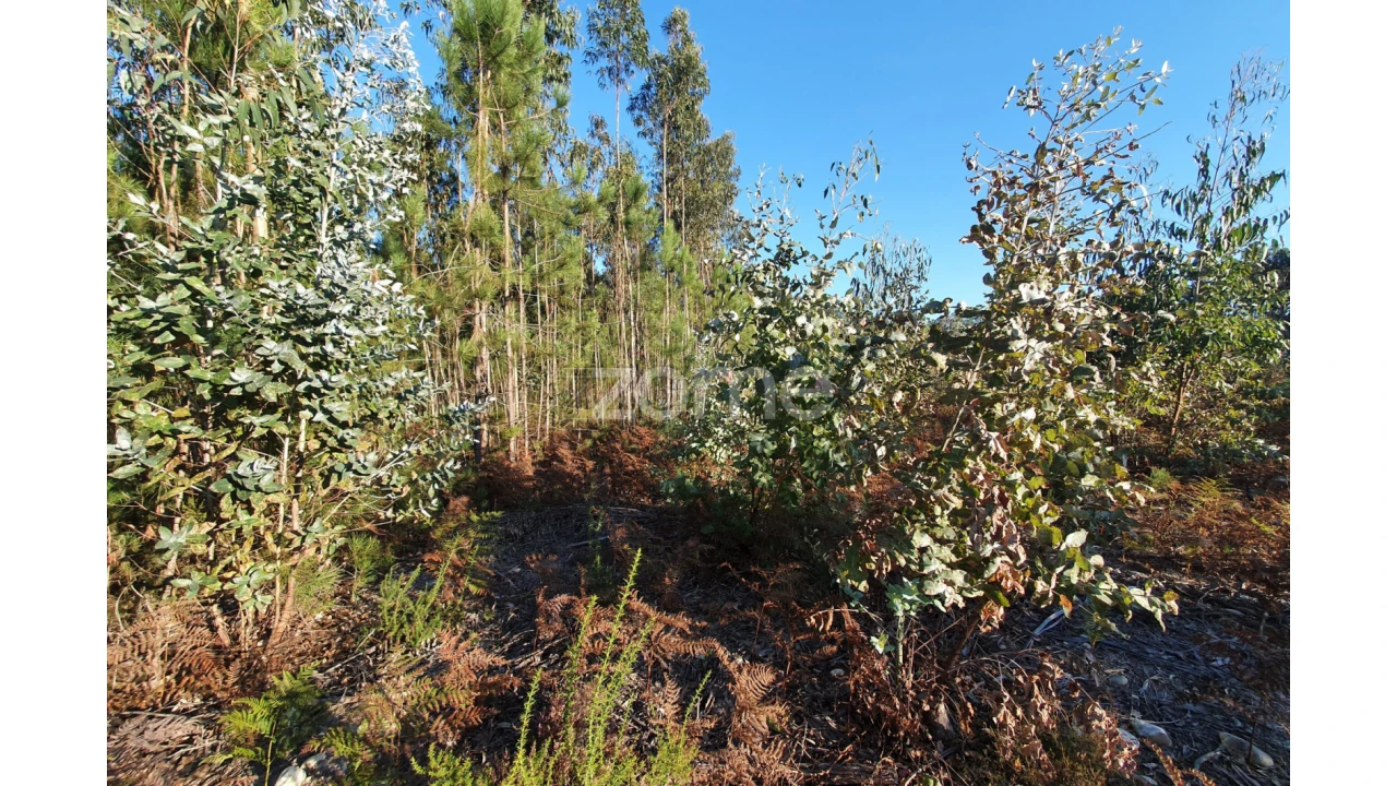 Terreno para Venda em Marinha Grande Foto 12