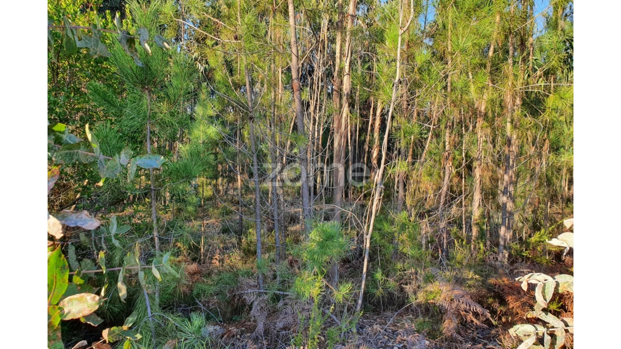 Terreno para Venda em Marinha Grande Foto 7