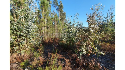 Terreno para Venda em Marinha Grande