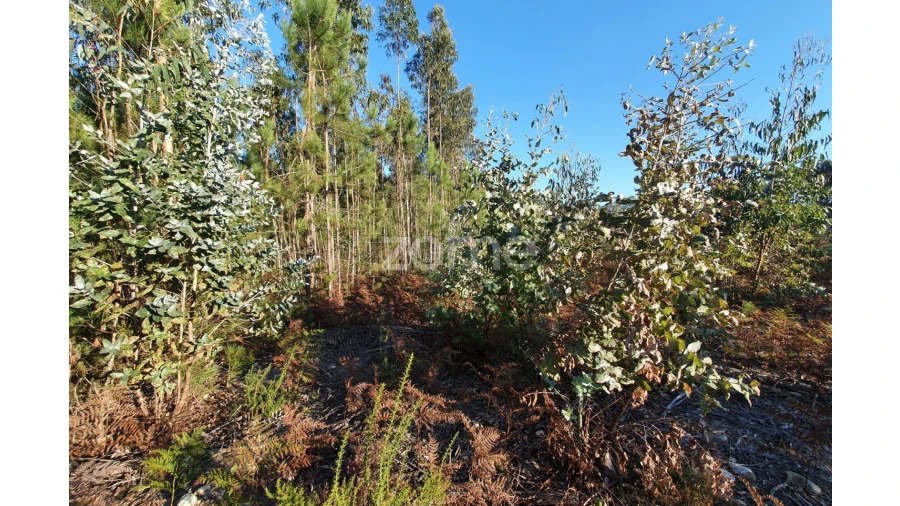 Terreno para Venda em Marinha Grande Foto 6