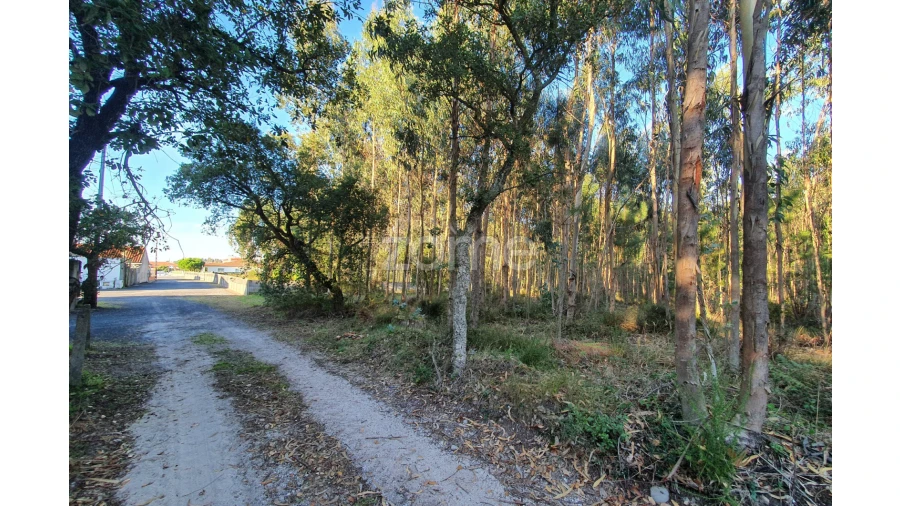Terreno para Venda em Marinha Grande Foto 14