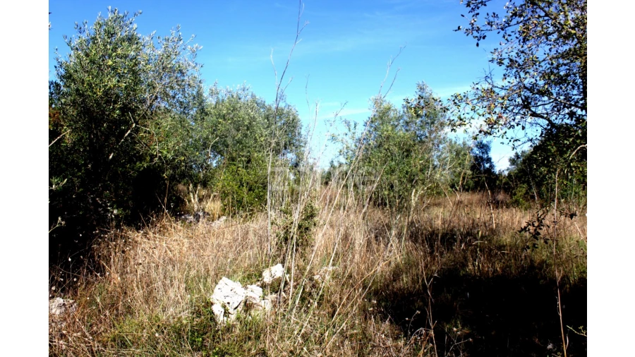 Terreno para Venda em Mira de Aire Foto 14