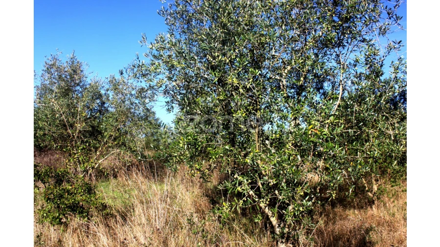 Terreno para Venda em Mira de Aire Foto 15