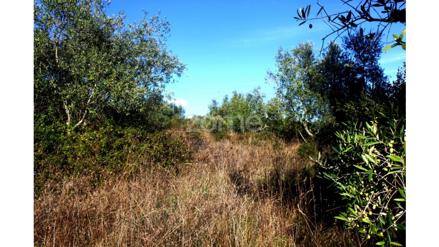 Terreno para Venda em Mira de Aire Foto 16