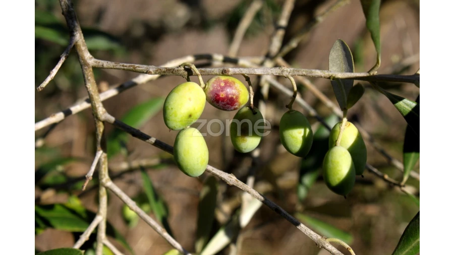 Terreno para Venda em Mira de Aire Foto 8