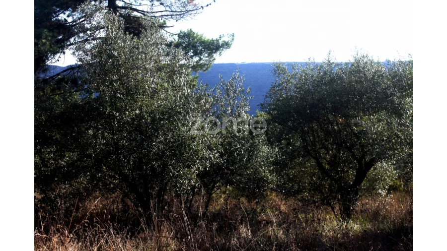 Terreno para Venda em Mira de Aire Foto 18