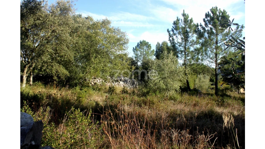 Terreno para Venda em Mira de Aire Foto 11