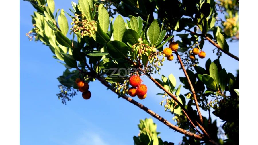 Terreno para Venda em Mira de Aire Foto 13