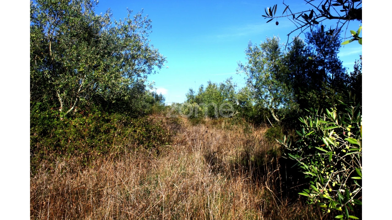 Terreno para Venda em Mira de Aire Foto 16