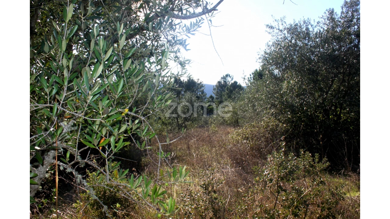 Terreno para Venda em Mira de Aire Foto 17