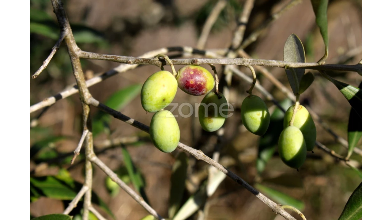 Terreno para Venda em Mira de Aire Foto 8