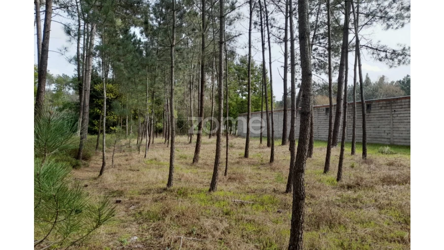 Terreno para Venda em Alcobaça e Vestiaria Foto 13