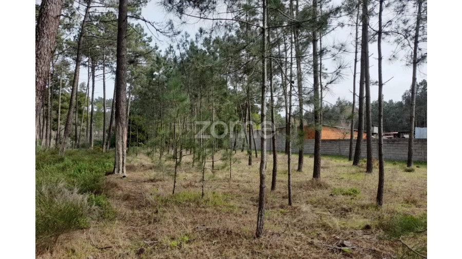 Terreno para Venda em Alcobaça e Vestiaria Foto 16