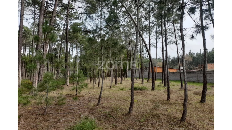 Terreno para Venda em Alcobaça e Vestiaria Foto 17