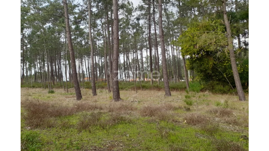 Terreno para Venda em Alcobaça e Vestiaria Foto 7