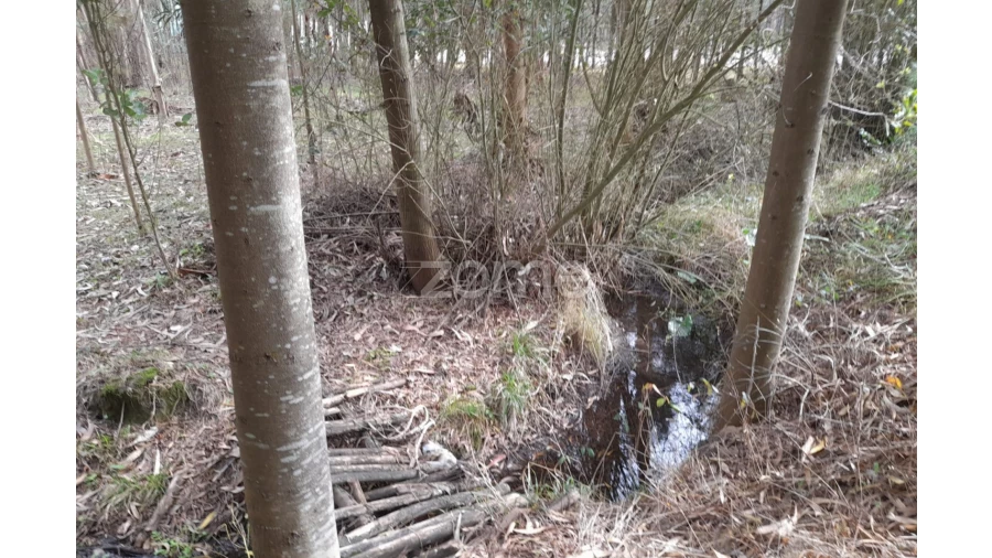 Terreno para Venda em Alcobaça e Vestiaria Foto 8