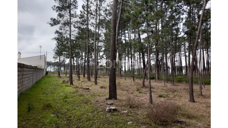 Terreno para Venda em Alcobaça e Vestiaria Foto 6