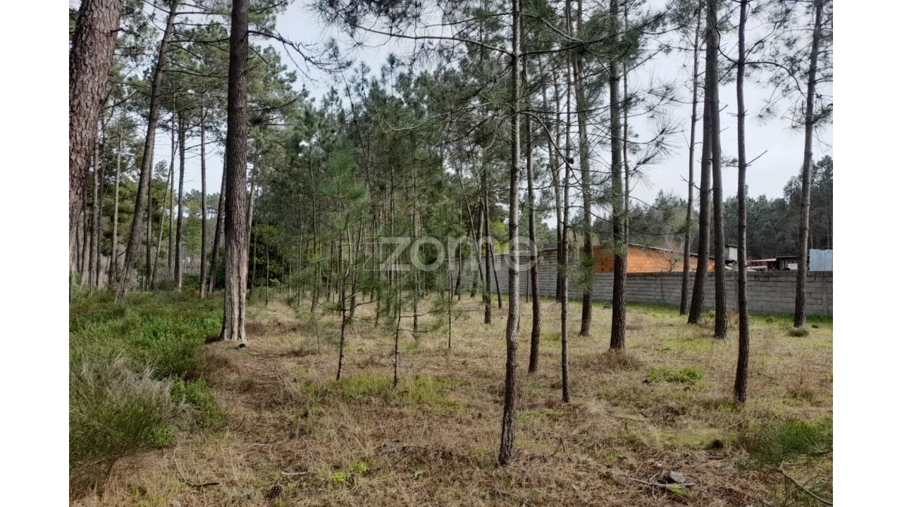 Terreno para Venda em Alcobaça e Vestiaria Foto 16