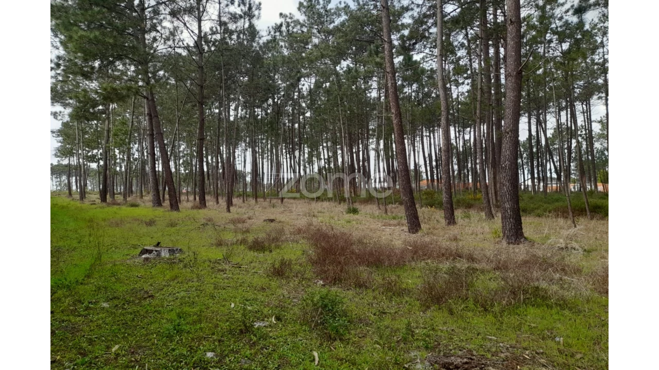 Terreno para Venda em Alcobaça e Vestiaria Foto 4