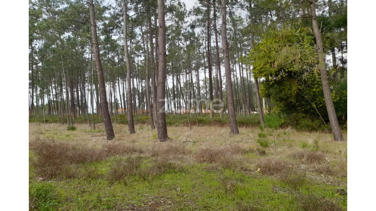 Terreno para Venda em Alcobaça e Vestiaria Foto 7