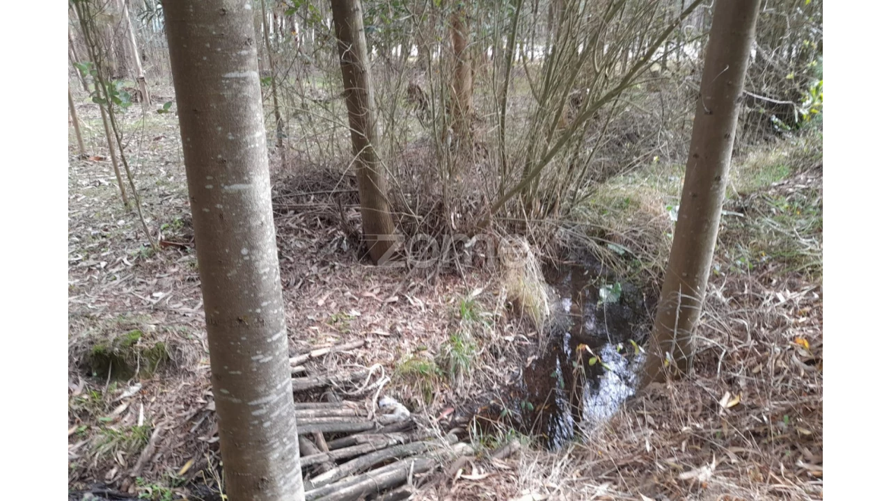 Terreno para Venda em Alcobaça e Vestiaria Foto 8