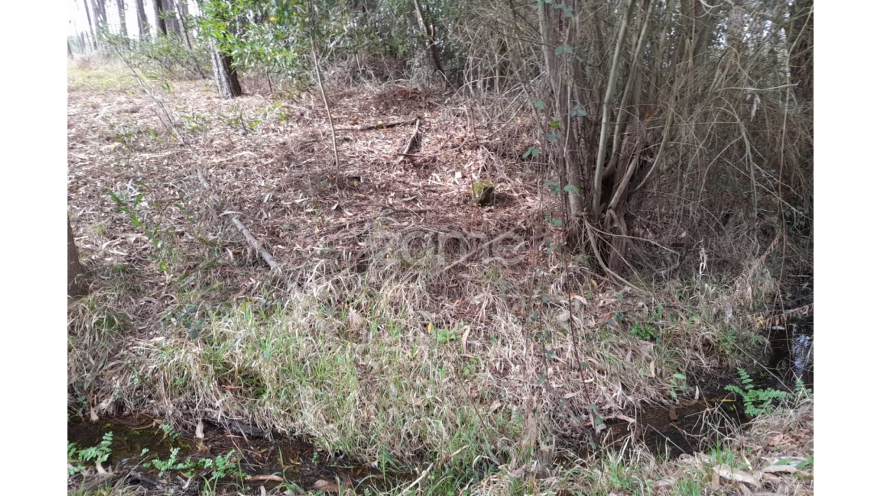 Terreno para Venda em Alcobaça e Vestiaria Foto 10