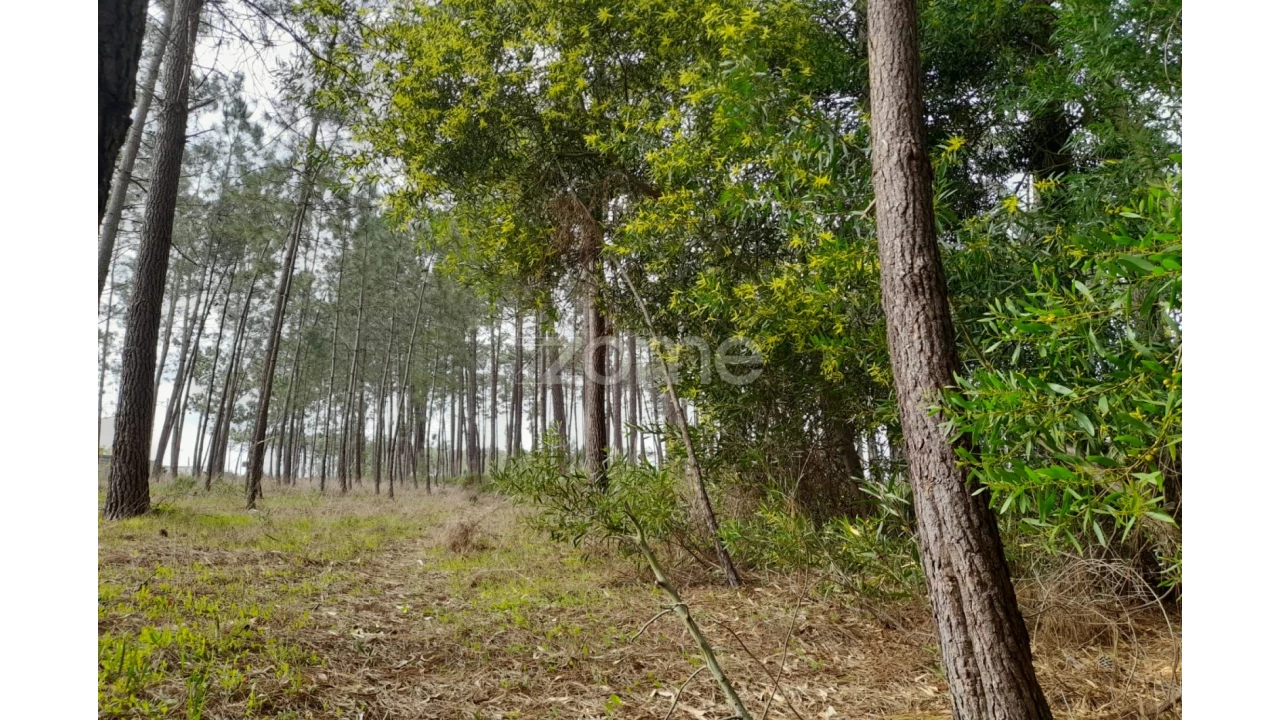 Terreno para Venda em Alcobaça e Vestiaria Foto 12