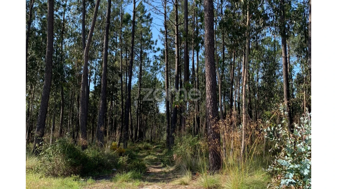 Terreno para Venda em Marinha Grande Foto 10